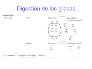 Digestión de las grasas 