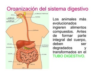 Organización del sistema digestivo Los animales más evolucionados ingieren alimentos compuestos. Antes de formar parte integral del cuerpo, deben ser degradados y transformados en el  TUBO DIGESTIVO. 