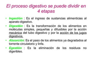 El proceso digestivo se puede dividir en 4 etapas Ingestión : Es el ingreso de sustancias alimenticias al aparato digestivo. Digestión : Es la transformación de los alimentos en moléculas simples, pequeñas y difusibles por la acción  mecánica  del tubo digestivo y por la  acción de los jugos digestivos. Absorción : Es el paso de los alimentos ya degradados al torrente circulatorio y linfa. Egestión : Es la eliminación de los residuos no digeribles.     