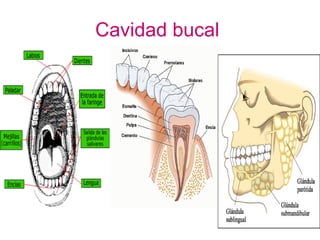 Cavidad bucal   