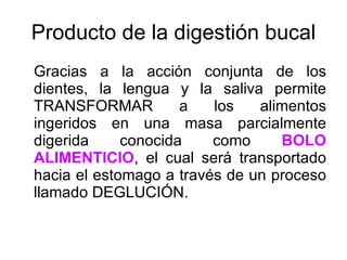 Producto de la digestión bucal Gracias a la acción conjunta de los dientes, la lengua y la saliva permite TRANSFORMAR a los alimentos ingeridos en una masa parcialmente digerida conocida como  BOLO ALIMENTICIO , el cual será transportado hacia el estomago a través de un proceso llamado DEGLUCIÓN. 