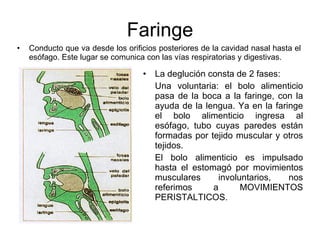 Faringe Conducto que va desde los orificios posteriores de la cavidad nasal hasta el esófago. Este lugar se comunica con las vías respiratorias y digestivas. La deglución consta de 2 fases: Una voluntaria: el bolo alimenticio pasa de la boca a la faringe, con la ayuda de la lengua. Ya en la faringe el bolo alimenticio ingresa al esófago, tubo cuyas paredes están formadas por tejido muscular y otros tejidos.  El bolo alimenticio es impulsado hasta el estomagó por movimientos musculares involuntarios, nos referimos a MOVIMIENTOS PERISTALTICOS. 