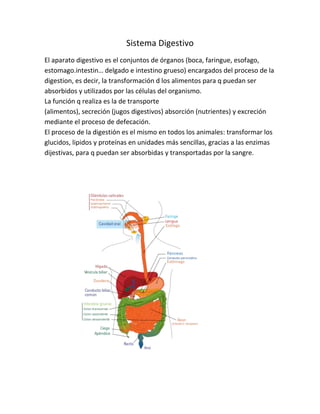 Sistema Digestivo
El aparato digestivo es el conjuntos de órganos (boca, faringue, esofago,
estomago.intestin… delgado e intestino grueso) encargados del proceso de la
digestion, es decir, la transformación d los alimentos para q puedan ser
absorbidos y utilizados por las células del organismo.
La función q realiza es la de transporte
(alimentos), secreción (jugos digestivos) absorción (nutrientes) y excreción
mediante el proceso de defecación.
El proceso de la digestión es el mismo en todos los animales: transformar los
glucidos, lipidos y proteínas en unidades más sencillas, gracias a las enzimas
dijestivas, para q puedan ser absorbidas y transportadas por la sangre.
 