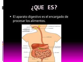 ¿QUE ES?
 El aparato digestivo es el encargado de
  procesar los alimentos.
 
