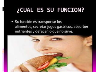 ¿CUAL ES SU FUNCION?
 Su función es transportar los
  alimentos, secretar jugos gástricos, absorber
  nutrientes y defecar lo que no sirve.
 