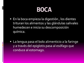 BOCA
 En la boca empieza la digestión , los dientes
  trituran los alimentos y las glándulas salivales
  humedecen e inicia su descomposición
  química.

 La lengua pasa el bolo alimenticio a la faringe
  y a través del epiglotis pasa al esófago que
  conduce al estomago.
 