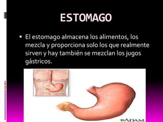 ESTOMAGO
 El estomago almacena los alimentos, los
  mezcla y proporciona solo los que realmente
  sirven y hay también se mezclan los jugos
  gástricos.
 