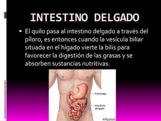 INTESTINO DELGADO
 El quilo pasa al intestino delgado a través del
  píloro, es entonces cuando la vesícula biliar
  situada en el hígado vierte la bilis para
  favorecer la digestión de las grasas y se
  absorben sustancias nutritivas.
 