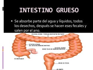 INTESTINO GRUESO
 Se absorbe parte del agua y líquidos, todos
  los desechos, después se hacen eses fecales y
  salen por el ano.
 
