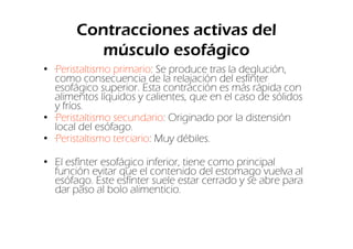Contracciones activas del
          músculo esofágico
• —Peristaltismo primario: Se produce tras la deglución,
  como consecuencia de la relajación del esfínter
  esofágico superior. Esta contracción es más rápida con
  alimentos líquidos y calientes, que en el caso de sólidos
  y fríos.
• —Peristaltismo secundario: Originado por la distensión
  local del esófago.
• —Peristaltismo terciario: Muy débiles.

• El esfínter esofágico inferior, tiene como principal
  función evitar que el contenido del estomago vuelva al
  esófago. Este esfínter suele estar cerrado y se abre para
  dar paso al bolo alimenticio.
 