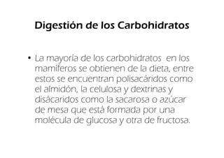 Digestión de los Carbohidratos


• La mayoría de los carbohidratos en los
  mamíferos se obtienen de la dieta, entre
  estos se encuentran polisacáridos como
  el almidón, la celulosa y dextrinas y
  disácaridos como la sacarosa o azúcar
  de mesa que está formada por una
  molécula de glucosa y otra de fructosa.
 