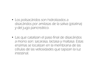 • Los polisacáridos son hidrolizados a
  disacáridos por amilasas de la saliva (ptialina)
  y del jugo pancreático.

• Las que catalizan el paso final de disacáridos
  a mono son: sacarasa, lactasa y maltasa. Estas
  enzimas se localizan en la membrana de las
  células de las vellosidades que tapizan la luz
  intestinal.
 