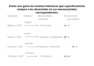 Existe una gama de enzimas hidrolasas que específicamente
        rompen a los disacáridos en sus monosacáridos
                      correspondientes.
Disacárido        Hidrolasa    Monosacáridos            Tipo de enlace
                               resultantes                  que hidroliza
                  maltasa
Maltosa + H2O                   2 D-Glucosa             (α1-4)


                  lactasa
Lactosa + H2O                   D-glucosa + D-galactosa (β1-4)

                   sacarasa
Sacarosa + H2O                 D-glucosa + D-fructosa             (α1-2)

                   trehalasa
Trehalosa + H2O                 2 D-Glucosa             (α1-α1)
 