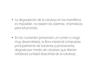 • La degradación de la celulosa en los mamíferos
  es imposible, no existen los sistemas enzimáticos
  para tal proceso.

• En los rumiantes (presentan un rumen o ciego
  muy desarrollado), la flora intestinal compuesta
  principalmente de bacterias y protozoarios,
  degrada por medio de celulasas que liberan
  celobiosa (unidad disacárida de la celulosa).
 