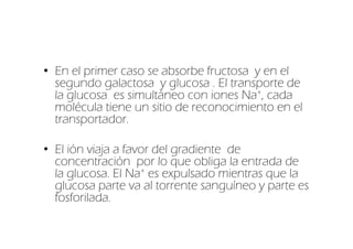 • En el primer caso se absorbe fructosa y en el
  segundo galactosa y glucosa . El transporte de
  la glucosa es simultáneo con iones Na+, cada
  molécula tiene un sitio de reconocimiento en el
  transportador.

• El ión viaja a favor del gradiente de
  concentración por lo que obliga la entrada de
  la glucosa. El Na+ es expulsado mientras que la
  glucosa parte va al torrente sanguíneo y parte es
  fosforilada.
 