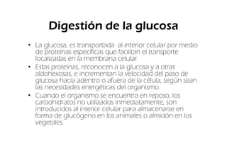 Digestión de la glucosa
• La glucosa, es transportada al interior celular por medio
  de proteínas específicas que facilitan el transporte
  localizadas en la membrana celular.
• Estas proteínas, reconocen a la glucosa y a otras
  aldohexosas, e incrementan la velocidad del paso de
  glucosa hacia adentro o afuera de la célula, según sean
  las necesidades energéticas del organismo.
• Cuando el organismo se encuentra en reposo, los
  carbohidratos no utilizados inmediatamente, son
  introducidos al interior celular para almacenarse en
  forma de glucógeno en los animales o almidón en los
  vegetales.
 