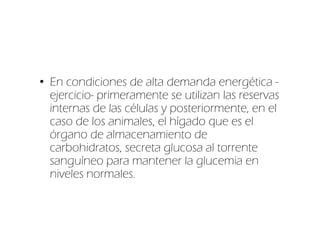 • En condiciones de alta demanda energética -
  ejercicio- primeramente se utilizan las reservas
  internas de las células y posteriormente, en el
  caso de los animales, el hígado que es el
  órgano de almacenamiento de
  carbohidratos, secreta glucosa al torrente
  sanguíneo para mantener la glucemia en
  niveles normales.
 