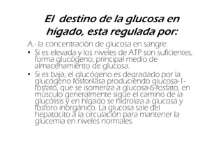 El destino de la glucosa en
     hígado, esta regulada por:
A.- la concentración de glucosa en sangre:
• Si es elevada y los niveles de ATP son suficientes,
  forma glucógeno, principal medio de
  almacenamiento de glucosa.
• Si es baja, el glucógeno es degradado por la
  glucógeno fosforilasa produciendo glucosa-1-
  fosfato, que se isomeriza a glucosa-6-fosfato, en
  músculo generalmente sigue el camino de la
  glucólisis y en hígado se hidroliza a glucosa y
  fosforo inorgánico. La glucosa sale del
  hepatocito a la circulación para mantener la
  glucemia en niveles normales.
 
