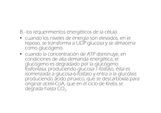 B.- los requerimientos energéticos de la célula.
• cuando los niveles de energía son elevados, en el
   reposo, se transforma a UDP-glucosa y se almacena
   como glucógeno.
• cuando la concentración de ATP disminuye, en
   condiciones de alta demanda energética, el
   glucógeno es degradado por la glucógeno
   fosforilasa, produciendo glucosa-1-fosfato, ésta es
   isomerizada a glucosa-6-fosfato y entra a la glucólisis
   produciendo ácido pirúvico, que se descarboxila para
   originar acetil-CoA, que en el ciclo de Krebs se
   degrada hasta CO2.
 