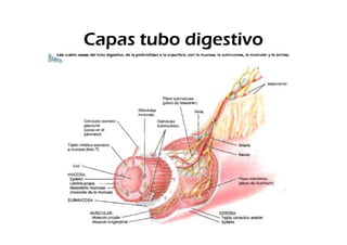 Capas tubo digestivo
 