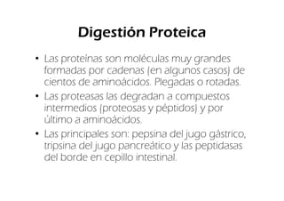 Digestión Proteica
• Las proteínas son moléculas muy grandes
  formadas por cadenas (en algunos casos) de
  cientos de aminoácidos. Plegadas o rotadas.
• Las proteasas las degradan a compuestos
  intermedios (proteosas y péptidos) y por
  último a aminoácidos.
• Las principales son: pepsina del jugo gástrico,
  tripsina del jugo pancreático y las peptidasas
  del borde en cepillo intestinal.
 