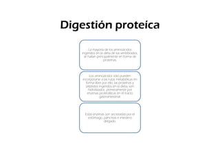Digestión proteíca
        La mayoría de los aminoácidos
   ingeridos en la dieta de los vertebrados,
     se hallan principalmente en forma de
                   proteínas.



         Los aminoácidos sólo pueden
    incorporarse a las rutas metabólicas en
      forma libre por ello, las proteínas y
      péptidos ingeridos en la dieta, son
        hidrolizados primeramente por
       enzimas proteolíticas en el tracto
                 gastrointestinal.




     Estas enzimas son secretadas por el
       estómago, páncreas e intestino
                  delgado.
 