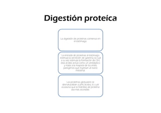 Digestión proteíca

    La digestión de proteínas comienza en
                 el estómago.




     La entrada de proteínas al estómago
   estimula la secreción de gastrina, la cual
    a su vez estimula la formación de ClH;
    esta acidez actúa como un antiséptico
       y mata a la mayoría de los entes
       patógenos que ingresan al tracto
                   intestinal.



         Las proteínas globulares se
     desnaturalizan a pHs ácidos, lo cual
    ocasiona que la hidrólisis de proteína
             sea más accesible.
 