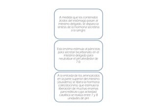 A medida que los contenidos
  ácidos del estómago pasan al
 intestino delgado, se dispara la
síntesis de la hormona secretina
           a la sangre.




Esta enzima estimula al páncreas
 para secretar bicarbonato en el
     intestino delgado para
  neutralizar el pH alrededor de
                 7.0.



A la entrada de los aminoácidos
en la parte superior del intestino
(duodeno) se libera la hormona
 colecistocinina, que estimula la
 liberación de muchas enzimas
   pancreáticas cuya actividad
  catalítica se realiza entre 7 y 8
          unidades de pH.
 