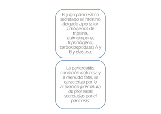 El jugo pancreático
secretado al intestino
 delgado aporta los
     zimógenos de
          tripsina,
     quimotripsina,
      tripsinógeno,
carboxipeptidasas A y
       B y elastasa.


    La pancreatitis,
condición dolorosa y
 a menudo fatal, se
  caracteriza por la
activación prematura
     de proteasas
  secretadas por el
      páncreas.
 