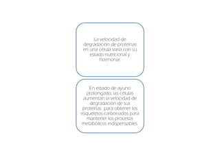 La velocidad de
 degradación de proteínas
 en una célula varía con su
    estado nutricional y
         hormonal.




    En estado de ayuno
   prolongado, las células
 aumentan la velocidad de
    degradación de sus
 proteínas para obtener los
esqueletos carbonados para
   mantener los procesos
metabólicos indispensables.
 