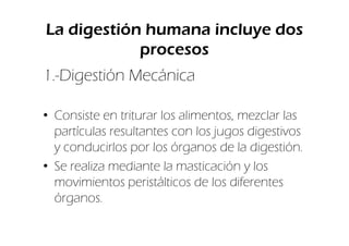 La digestión humana incluye dos
            procesos
1.-Digestión Mecánica

• Consiste en triturar los alimentos, mezclar las
  partículas resultantes con los jugos digestivos
  y conducirlos por los órganos de la digestión.
• Se realiza mediante la masticación y los
  movimientos peristálticos de los diferentes
  órganos.
 