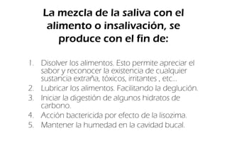 La mezcla de la saliva con el
     alimento o insalivación, se
        produce con el fin de:

1. Disolver los alimentos. Esto permite apreciar el
   sabor y reconocer la existencia de cualquier
   sustancia extraña, tóxicos, irritantes , etc...
2. Lubricar los alimentos. Facilitando la deglución.
3. Iniciar la digestión de algunos hidratos de
   carbono.
4. Acción bactericida por efecto de la lisozima.
5. Mantener la humedad en la cavidad bucal.
 