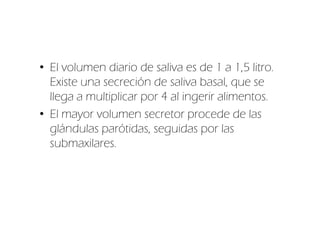 • El volumen diario de saliva es de 1 a 1,5 litro.
  Existe una secreción de saliva basal, que se
  llega a multiplicar por 4 al ingerir alimentos.
• El mayor volumen secretor procede de las
  glándulas parótidas, seguidas por las
  submaxilares.
 