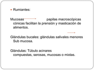  Rumiantes:
Mucosas papilas macroscópicas
cónicas facilitan la prensión y masticación de
alimentos.
Glándulas bucales: glándulas salivales menores
Sub mucosa.
Glándulas: Túbulo acinares
compuestas, serosas, mucosas o mixtas.
 