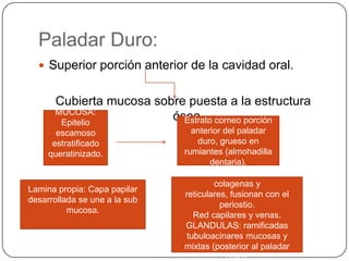 Paladar Duro:
 Superior porción anterior de la cavidad oral.
Cubierta mucosa sobre puesta a la estructura
ósea.MUCOSA:
Epitelio
escamoso
estratificado
queratinizado.
Estrato corneo porción
anterior del paladar
duro, grueso en
rumiantes (almohadilla
dentaria).
Lamina propia: Capa papilar
desarrollada se une a la sub
mucosa.
SUB MUCOSA: Red de fibras
colagenas y
reticulares, fusionan con el
periostio.
Red capilares y venas.
GLANDULAS: ramificadas
tubuloacinares mucosas y
mixtas (posterior al paladar
duro).
 