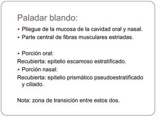Paladar blando:
 Pliegue de la mucosa de la cavidad oral y nasal.
 Parte central de fibras musculares estriadas.
 Porción oral:
Recubierta: epitelio escamoso estratificado.
 Porción nasal:
Recubierta: epitelio prismático pseudoestratificado
y ciliado.
Nota: zona de transición entre estos dos.
 