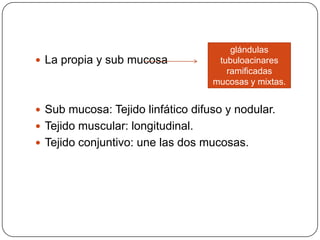  La propia y sub mucosa
 Sub mucosa: Tejido linfático difuso y nodular.
 Tejido muscular: longitudinal.
 Tejido conjuntivo: une las dos mucosas.
glándulas
tubuloacinares
ramificadas
mucosas y mixtas.
 