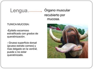 Lengua. Órgano muscular
recubierto por
mucosa.
TUNICA MUCOSA:
-Epitelio escamoso
estratificado con grados de
queratinización.
- Grueso superficie dorsal
(grueso estrato corneo) y
mas delgado en la ventral,
puede o no estar
queratinizado.
 