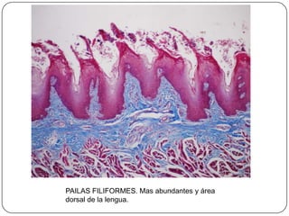PAILAS FILIFORMES. Mas abundantes y área
dorsal de la lengua.
 