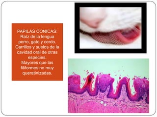 PAPILAS CONICAS:
Raíz de la lengua
perro, gato y cerdo.
Carrillos y suelos de la
cavidad oral de otras
especies.
Mayores que las
filiformes no muy
queratinizadas.
 