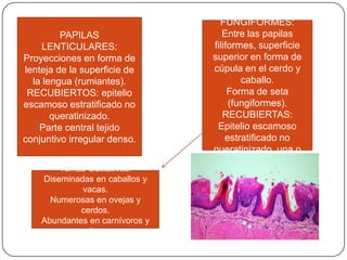 PAPILAS
LENTICULARES:
Proyecciones en forma de
lenteja de la superficie de
la lengua (rumiantes).
RECUBIERTOS: epitelio
escamoso estratificado no
queratinizado.
Parte central tejido
conjuntivo irregular denso.
PAPILAS
FUNGIFORMES:
Entre las papilas
filiformes, superficie
superior en forma de
cúpula en el cerdo y
caballo.
Forma de seta
(fungiformes).
RECUBIERTAS:
Epitelio escamoso
estratificado no
queratinizado, una o
mas yemas gustativas.
Yemas Gustativas:
Diseminadas en caballos y
vacas.
Numerosas en ovejas y
cerdos.
Abundantes en carnívoros y
cabras.
 