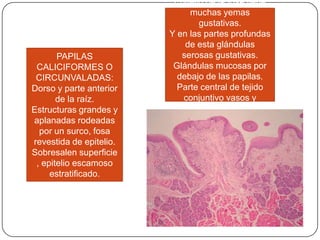 PAPILAS
CALICIFORMES O
CIRCUNVALADAS:
Dorso y parte anterior
de la raíz.
Estructuras grandes y
aplanadas rodeadas
por un surco, fosa
revestida de epitelio.
Sobresalen superficie
, epitelio escamoso
estratificado.
Epitelio de la fosa tiene
muchas yemas
gustativas.
Y en las partes profundas
de esta glándulas
serosas gustativas.
Glándulas mucosas por
debajo de las papilas.
Parte central de tejido
conjuntivo vasos y
nervios.
 