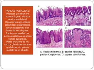 PAPILAS FOLIACEAS:
Pliegues paralelos de
mucosa lingual, situados
en el borde lateral.
Recubiertos por epitelio
escamosos estratificado,
yemas gustativas a los
lados de los pliegues.
Papilas separadas por
surcos gustativos se abren
yemas gustativas.
Parte profunda de los
surcos glandulas serosas
gustativas, sin yemas
gustativas en el gato.
A. Papilas filiformes, B. papilas foliadas, C.
papilas fungiformes, D. papilas caliciformes.
 
