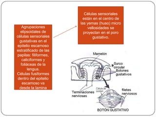 YEMAS
GUSTATIVAS:
Agrupaciones
elipsoidales de
células sensoriales
gustativas en el
epitelio escamoso
estratificado de las
papilas: filiformes,
caliciformes y
foliáceas de la
lengua.
Células fusiformes
dentro del epitelio
escamoso va
desde la lamina
basal hasta poro
gustativo
Células sensoriales
están en el centro de
las yemas (huso) micro
vellosidades se
proyectan en el poro
gustativo.
 