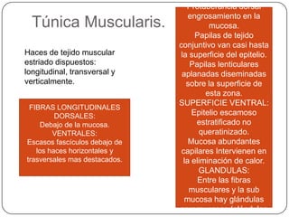 Túnica Muscularis.
Haces de tejido muscular
estriado dispuestos:
longitudinal, transversal y
verticalmente.
FIBRAS LONGITUDINALES
DORSALES:
Debajo de la mucosa.
VENTRALES:
Escasos fascículos debajo de
los haces horizontales y
trasversales mas destacados.
Protuberancia dorsal
engrosamiento en la
mucosa.
Papilas de tejido
conjuntivo van casi hasta
la superficie del epitelio.
Papilas lenticulares
aplanadas diseminadas
sobre la superficie de
esta zona.
SUPERFICIE VENTRAL:
Epitelio escamoso
estratificado no
queratinizado.
Mucosa abundantes
capilares Intervienen en
la eliminación de calor.
GLANDULAS:
Entre las fibras
musculares y la sub
mucosa hay glándulas
seromucosas (glándulas
 
