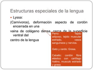 Estructuras especiales de la lengua
 Lyssa:
(Carnívoros), deformación aspecto de cordón
encerrada en una
vaina de colágeno densa, cerca de la superficie
ventral del
centro de la lengua
Perro: Tejido
adiposo, tejido muscular
estriado, vasos
sanguíneos y nervios.
Gato y cerdo: Grasa.
Caballo: cordón fibra
elástico con cartílago
hialino, musculo estriado
y grasa.
 