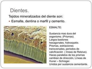 Dientes.
Tejidos mineralizados del diente son:
 Esmalte, dentina o marfil y cemento.
ESMALTE:
Sustancia mas dura del
organismo. (Prismas).
Largos bastones
hexagonales, hidroxipatio.
Prismas, estriaciones
transversales, periodos de
calcificación ( líneas de Retzius).
Haces paralelos de los prismas
cambian de dirección, Líneas de
Huner – Schreger.
Unidos por sustancia cementante.
 