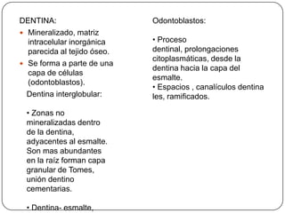 DENTINA:
 Mineralizado, matriz
intracelular inorgánica
parecida al tejido óseo.
 Se forma a parte de una
capa de células
(odontoblastos).
Odontoblastos:
• Proceso
dentinal, prolongaciones
citoplasmáticas, desde la
dentina hacia la capa del
esmalte.
• Espacios , canalículos dentina
les, ramificados.Dentina interglobular:
• Zonas no
mineralizadas dentro
de la dentina,
adyacentes al esmalte.
Son mas abundantes
en la raíz forman capa
granular de Tomes,
unión dentino
cementarias.
• Dentina- esmalte,
 