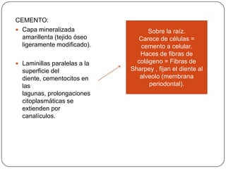 CEMENTO:
 Capa mineralizada
amarillenta (tejido óseo
ligeramente modificado).
 Laminillas paralelas a la
superficie del
diente, cementocitos en
las
lagunas, prolongaciones
citoplasmáticas se
extienden por
canalículos.
Sobre la raíz.
Carece de células =
cemento a celular.
Haces de fibras de
colágeno = Fibras de
Sharpey , fijan el diente al
alveolo (membrana
periodontal).
 
