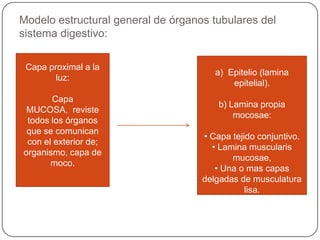 Modelo estructural general de órganos tubulares del
sistema digestivo:
Capa proximal a la
luz:
Capa
MUCOSA, reviste
todos los órganos
que se comunican
con el exterior de;
organismo, capa de
moco.
Mucosa:
a) Epitelio (lamina
epitelial).
b) Lamina propia
mocosae:
• Capa tejido conjuntivo.
• Lamina muscularis
mucosae,
• Una o mas capas
delgadas de musculatura
lisa.
 